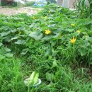 장형농장 이미지