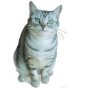 개와냥이동물병원 이미지