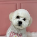 멍냥살롱 이미지