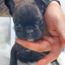 날 데려가주 개 이미지