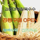 청산농원 | 청산농원에서 만난 괴산대학찰옥수수 공동구매 후기 직접 살펴본 이야기