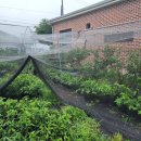 용수골농장 이미지