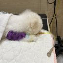 슬기로운 동물병원 이미지