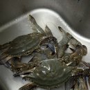 신중앙 | 마포농수산물시장 가리비 꽃게 가격 후기 | 신중앙시장 해산물 장보기