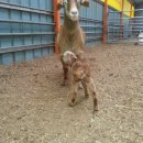 슈퍼염소농장 이미지