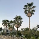 보헤미안 애월 이미지