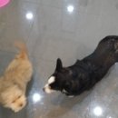 대학로동물병원 이미지