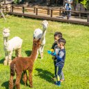 알파카 펜션 이미지