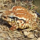 금두꺼비 이미지