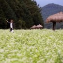 김박사 봉평막국수 이미지