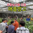 발효농법으로 재배하는 유황애플망고- 유튜브 동영상 이미지