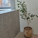 스테이 유수 이미지