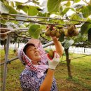 유행농장 이미지