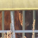 한우농장 이미지