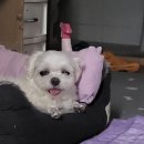 콩이네 민박 이미지