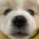 앙끼들아.. 나 머리 파마했는데 한번 봐줄래.. 망한 거 같아.. 이미지