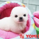 뚱강아지 이미지