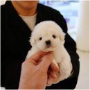 행복한강아지 이미지