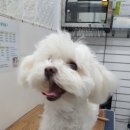 오늘도 귀엽개 이미지