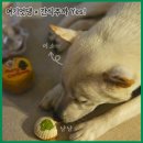 여기엇댕 이미지