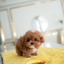 우아퍼피 이미지