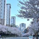 더.회 네이버블로그