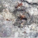 경인축산 이미지