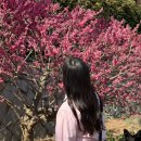 자산동247 | 창원 마산 매화 명소 뒤늦게 올리는 청연암 여행지 기록 홍매화부터 산수유까지 (이젠 벚꽃이다!)