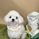 러블리펫샵 이미지