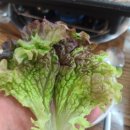 진주밀면 - 진주시 창렬로 83-1 | 진주밀면