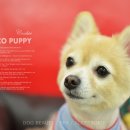 퍼피쿠키 이미지