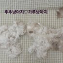 고양이의 산책:묘책 이미지