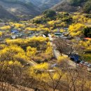 설레라, 봄을 알리는 '노오란 축포'…남쪽 봄꽃마을 여행 3월 22~30일 구례산수유꽃축제·광양 국제매화문화축제 이미지