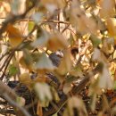 비둘기집 이미지