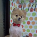 곰돌이PC 이미지