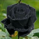 흑장미 이미지