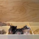 선셋 햄스터리 이미지