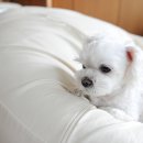 팜펫동물병원 네이버블로그