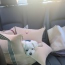 강아지 카시트 추천 : 패리스독 스마일 캐리어 겸용 카시트 M (내돈내산)