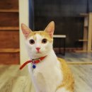 언제나고양이 이미지