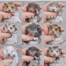 봄꽃햄스터 이미지