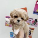 요기독 강아지분양 고양이분양 수원본점 이미지