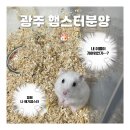특별한 동물가게 광주점 | 광주 햄스터 2번째 입양 [특별한 동물가게 광주점]