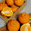 홍이농장 이미지