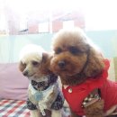 알콩달콩 애견샵 이미지