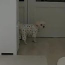 라이크몽 이미지