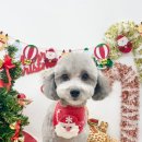 나라라펫 이미지