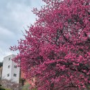 매곡동 주민센터 | 2025 매곡동 탐매축제 매화축제 현장 리얼 후기, 꿀팁