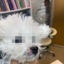 레알피부전문동물병원 이미지