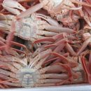 울진대게 이미지